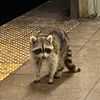 Elusive Nevins Street Subway Raccoon CAUGHT, Now An Elusive Prospect Park Raccoon